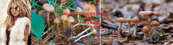 прущие крисы Богородск